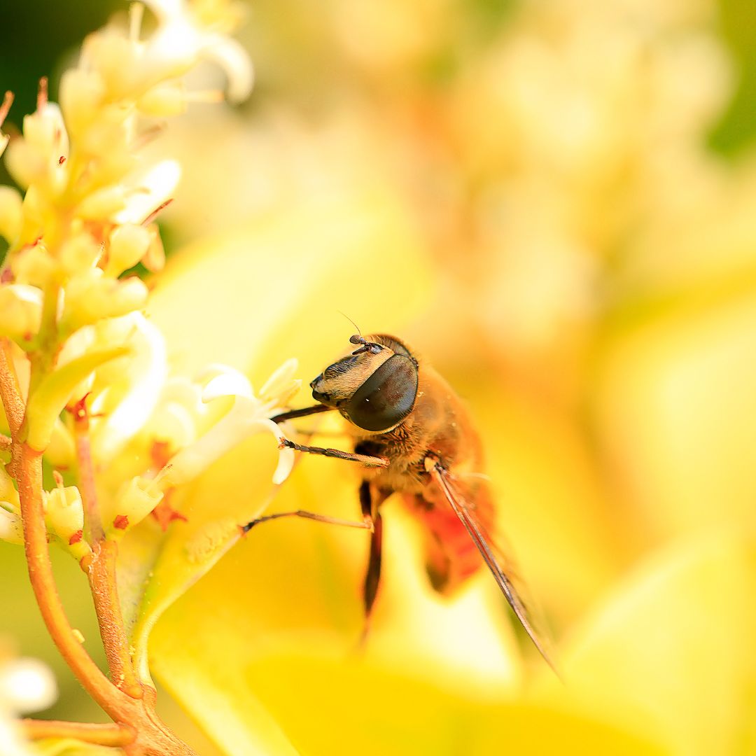 Nueva Investigación Revela la Importancia de las Abejas en la Agricultura Sostenible