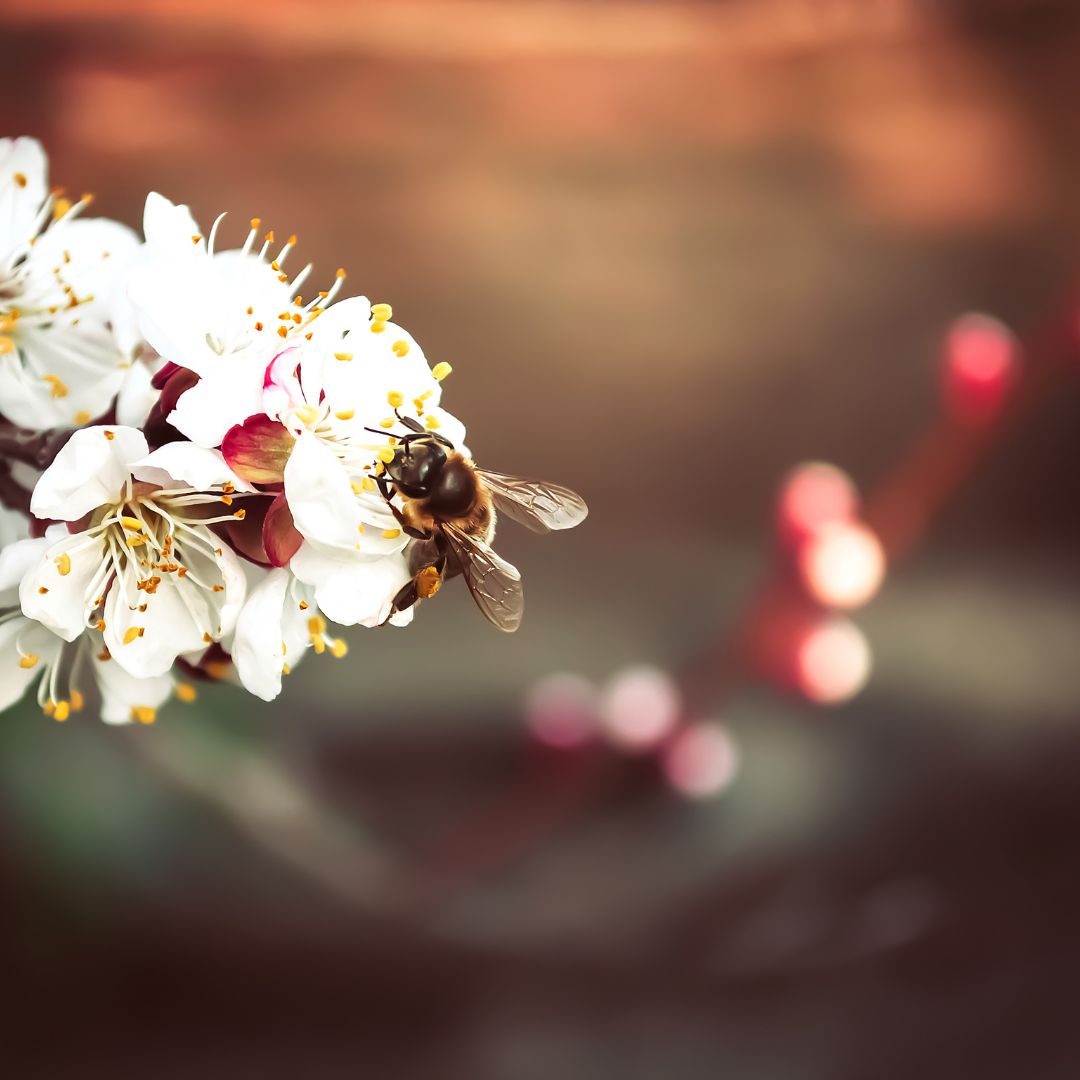 Primavera en Chile: Un Renacimiento de la Naturaleza y la Vida